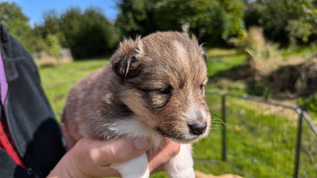 Des Plages De Goarem - Chiot disponible  - Shetland Sheepdog