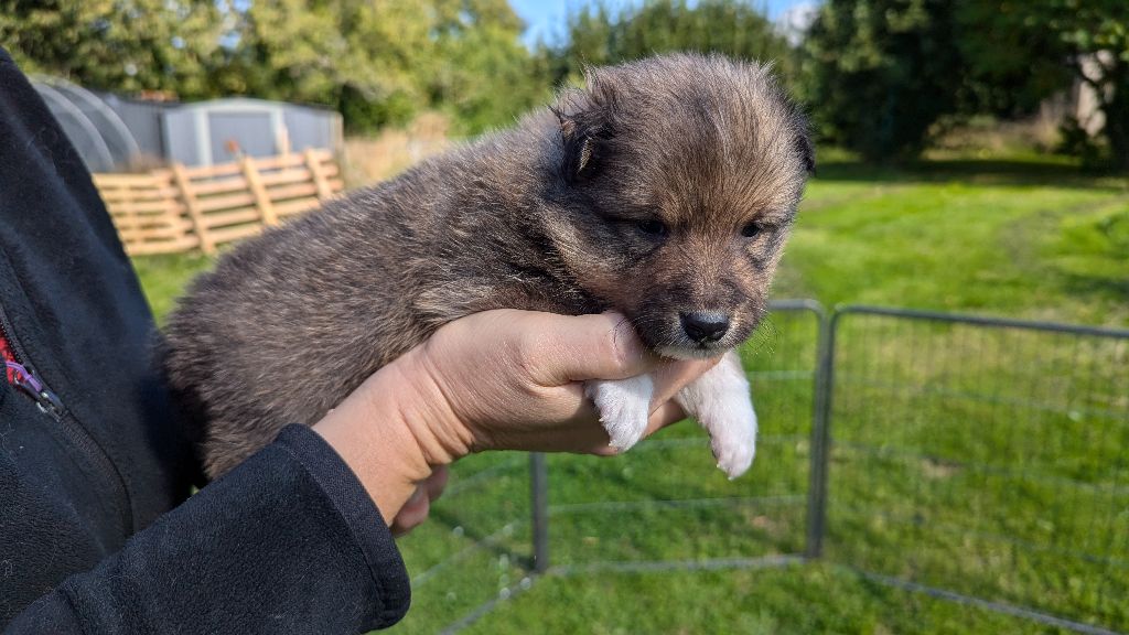 Des Plages De Goarem - Chiot disponible  - Shetland Sheepdog