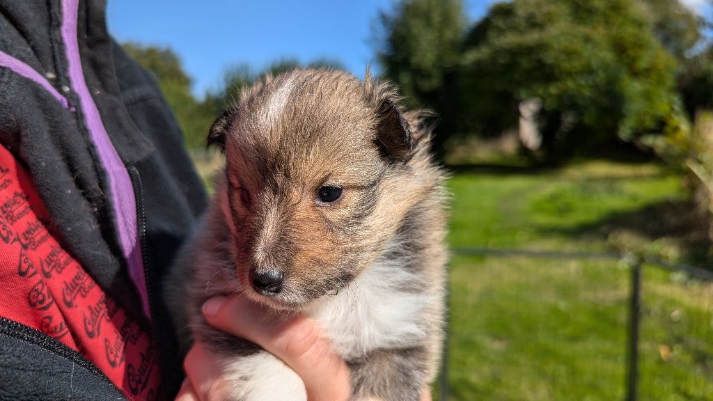 Des Plages De Goarem - Chiot disponible  - Shetland Sheepdog