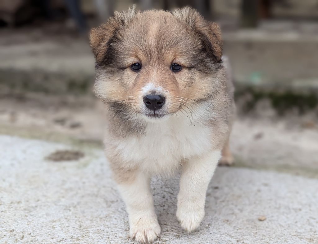 Des Plages De Goarem - Chiot disponible  - Shetland Sheepdog