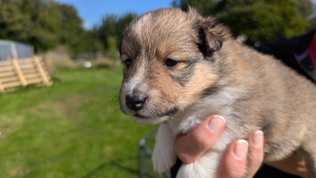 Des Plages De Goarem - Chiot disponible  - Shetland Sheepdog