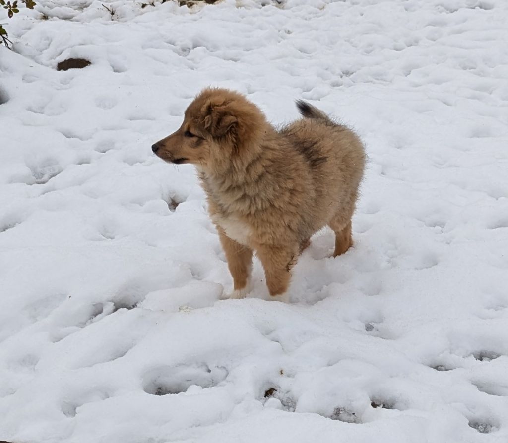 Des Plages De Goarem - Chiot disponible  - Shetland Sheepdog