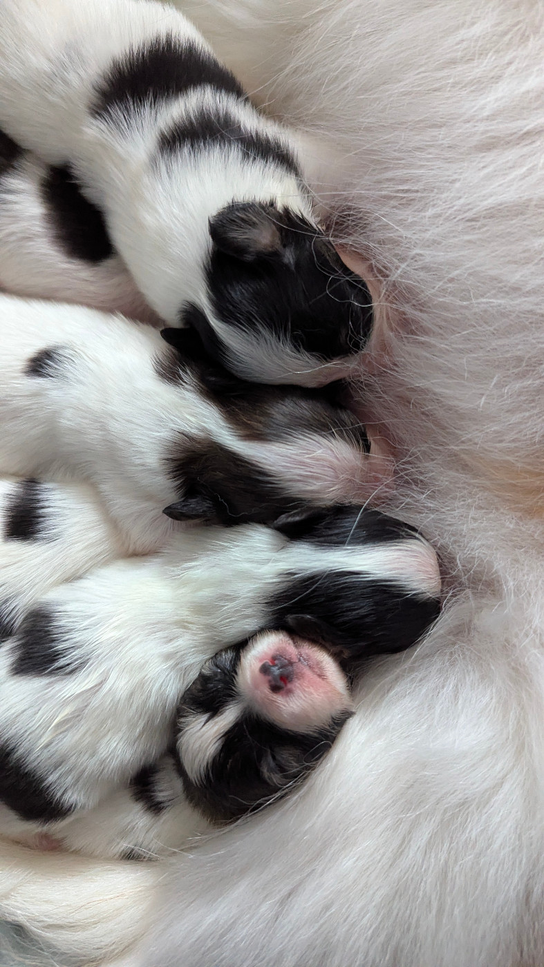 Des bébés disponibles dès le 17 avril