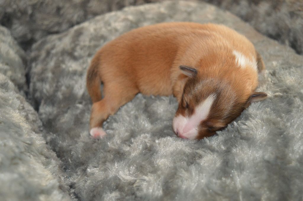 Des Plages De Goarem - Shetland Sheepdog - Portée née le 13/01/2022