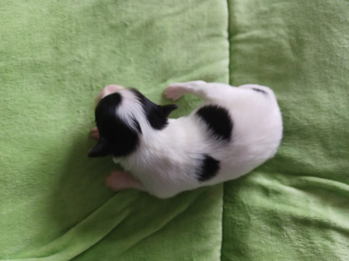 Des Plages De Goarem - Chiots disponibles - Epagneul nain Continental (Papillon)