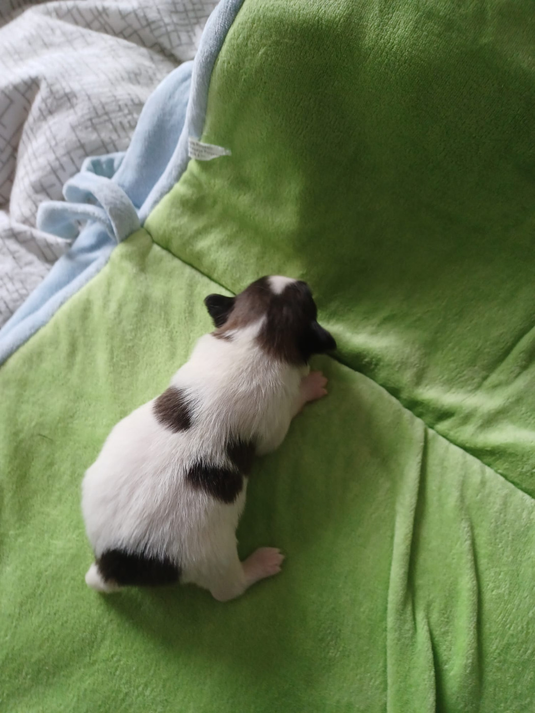 Des Plages De Goarem - Chiots disponibles - Epagneul nain Continental (Papillon)