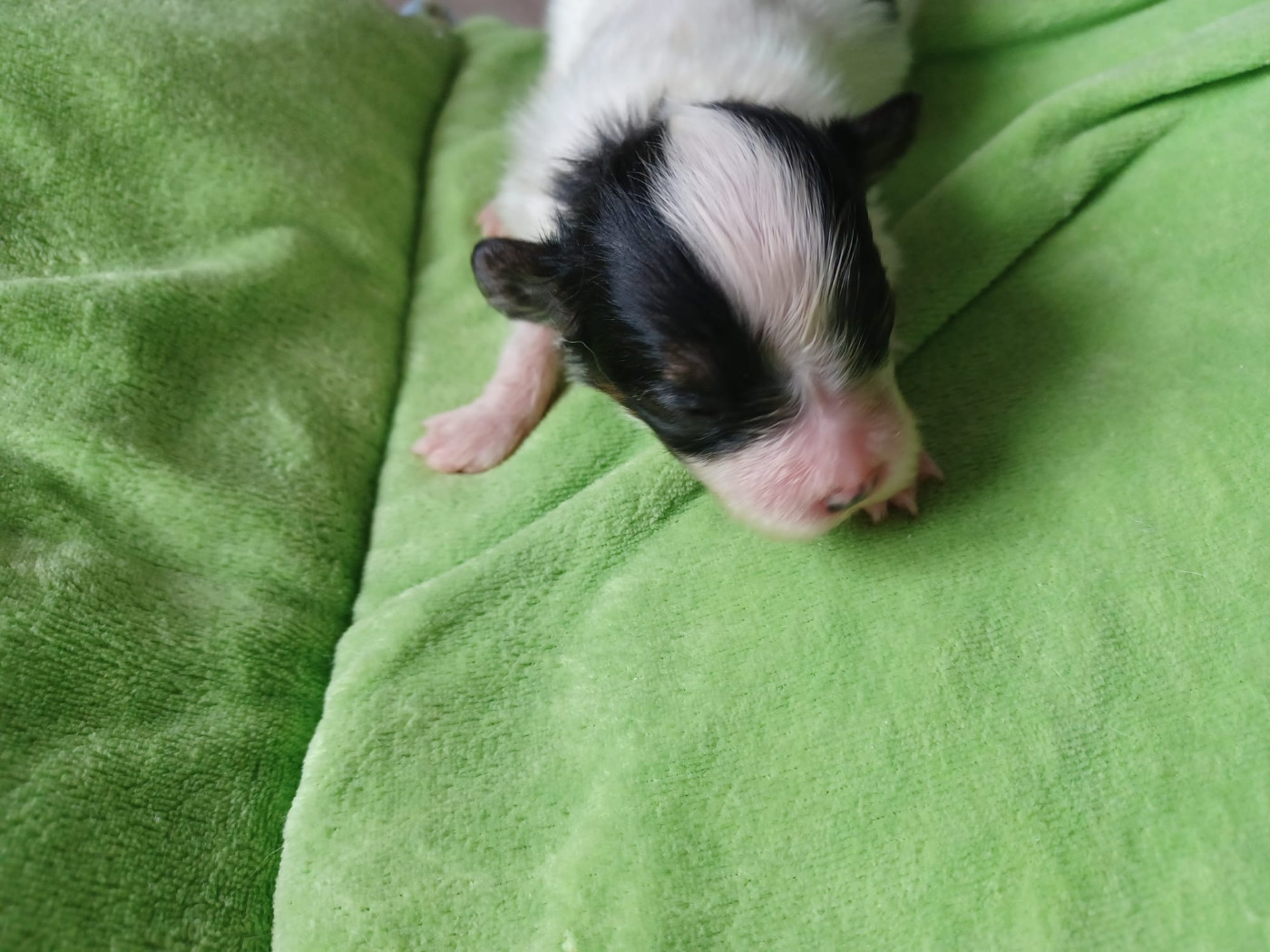 Des Plages De Goarem - Chiots disponibles - Epagneul nain Continental (Papillon)