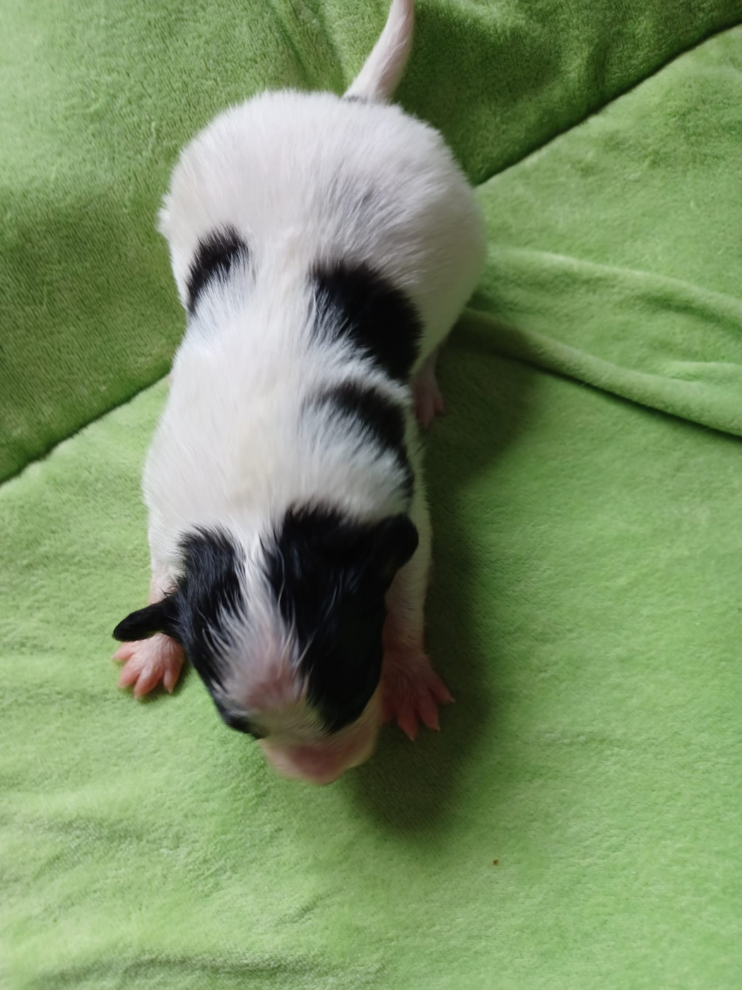 Des Plages De Goarem - Chiots disponibles - Epagneul nain Continental (Papillon)