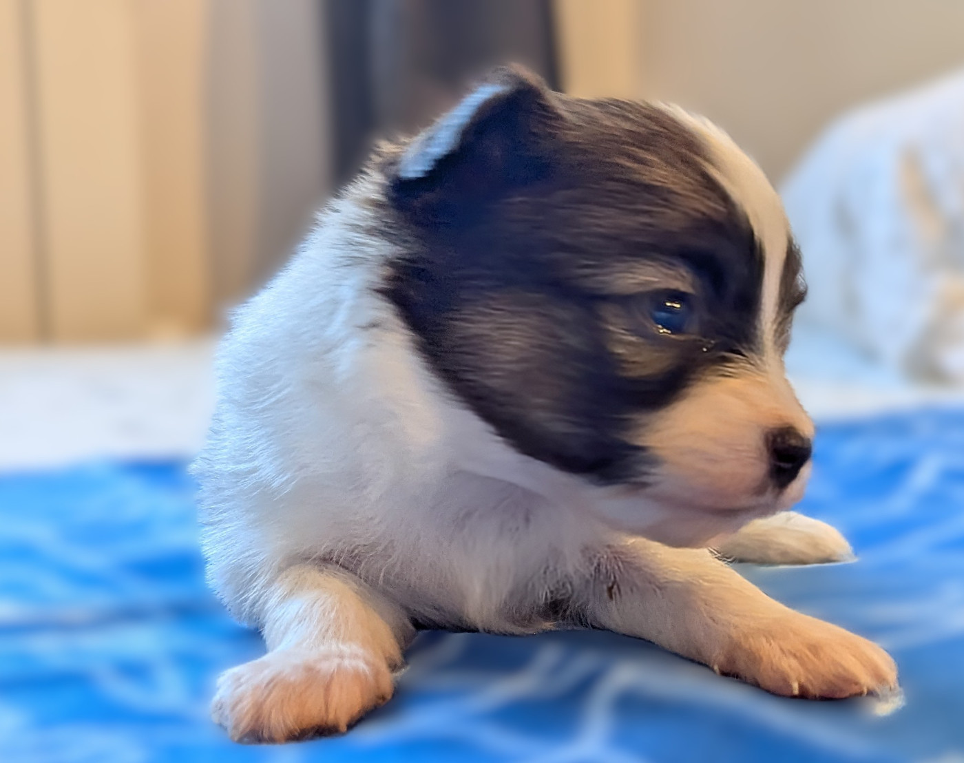 Des Plages De Goarem - Chiots disponibles - Epagneul nain Continental (Papillon)