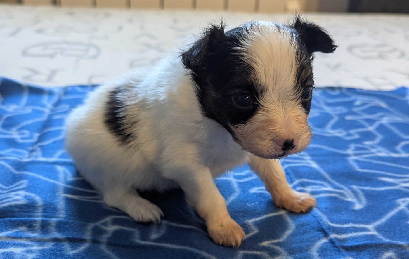 Des Plages De Goarem - Chiots disponibles - Epagneul nain Continental (Papillon)