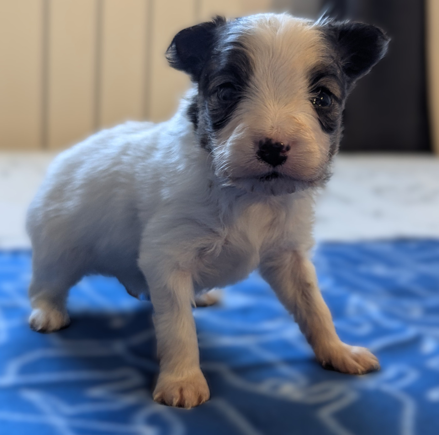 Des Plages De Goarem - Chiots disponibles - Epagneul nain Continental (Papillon)