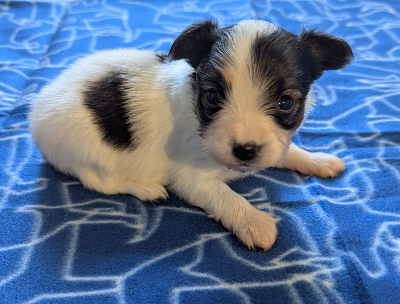 Des Plages De Goarem - Chiots disponibles - Epagneul nain Continental (Papillon)