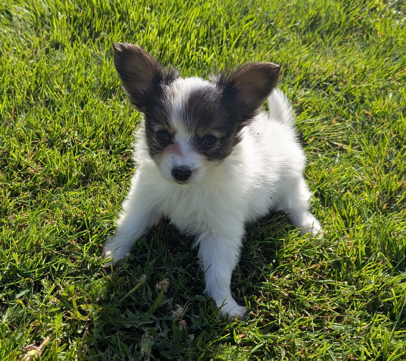 Chiots - Elevage Des Plages De Goarem - eleveur de chiens Epagneul nain ...