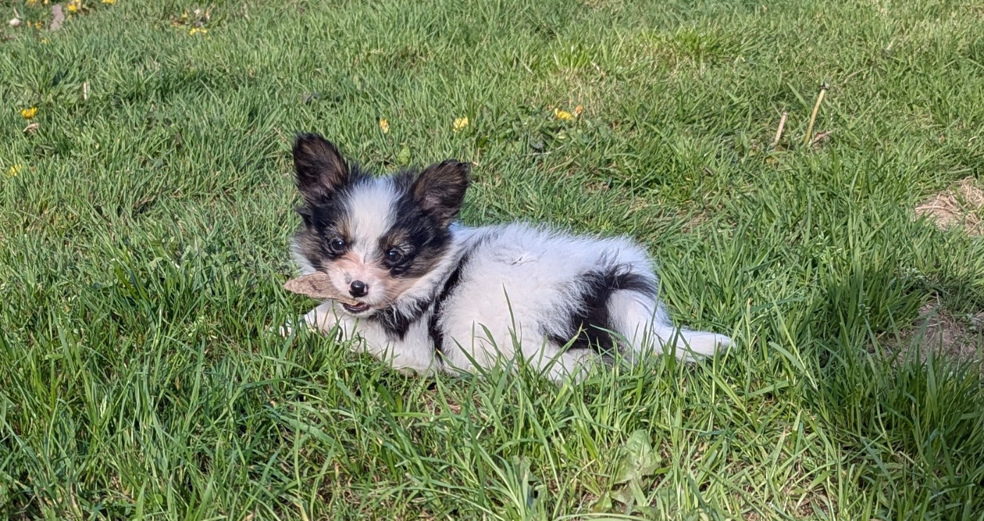 Des Plages De Goarem - Epagneul nain Continental (Papillon) - Portée née le 14/02/2026