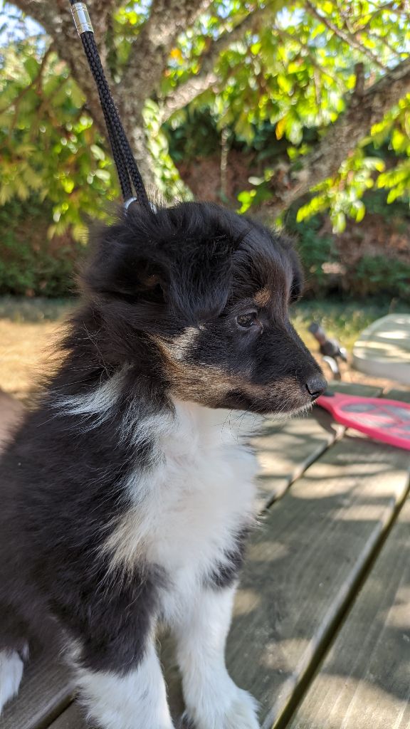 Des Plages De Goarem - Shetland Sheepdog - Portée née le 18/06/2022